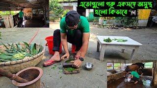 এতোগুলো গরু একসঙ্গে অসুস্থ হলো কিভাবে 