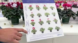 Cyclamen Heat Tolerance Trial Walkthrough