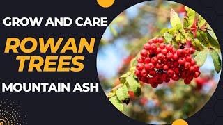 Rowan Tree Care: How To Grow and Care For Rowan Tree | Grow And Harvest Mountain Ash