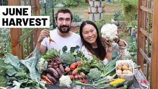 Harvesting SO MANY THINGS from the June vegetable garden!! Broccoli, cauli, potatoes, and more!