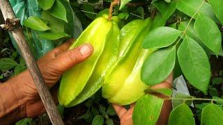 PANEN BUAH BELIMBING DI SROBOD CAMERAMEN