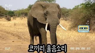 Crying elephant