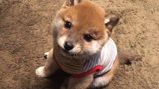 【柴犬子犬】可愛いよちよち歩きにキュン！ shiba inu puppy