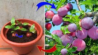 EVERYONE Should Know How To Propagate Plants From FRUIT Simply At Home