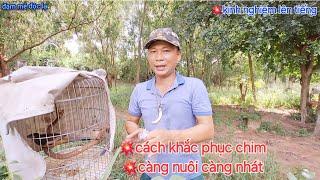 Cách Khắc Phục Chim Nuôi Càng Lâu Càng Nhát Hiệu Quả Cao | đam mê độc lạ