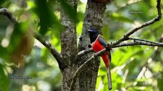 Malabar trogon.