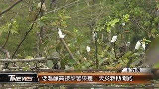 低溫釀高接梨著果差  天災救助開跑│T-NEWS聯播網