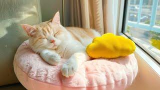 The Perfect Music to Make Your Kitten Go to Sleep - Cat Meowing Sleep Music, Peaceful Cat Tunes