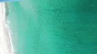 Aerial footage of this year's blacktip shark migration off the coast of Florida.