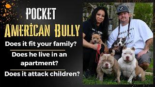 Pocket American Bully: The Ideal Family Dog?