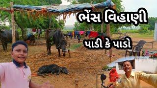 ભેંસ વિહાણી પાડીઆવી કે પાડો//Narshi Bhai vlogs