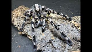 Poecilotheria regalis,  Indian ornamental  rehouse and care