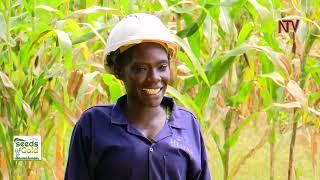 Youth in agriculture | SEEDS OF GOLD