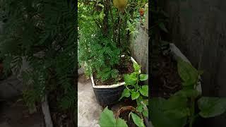 swapan terrace gardening flowers,frouts & vegitable plants, balcony garden