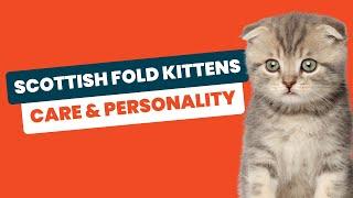 Scottish Fold Kittens 101: Ultimate Guide to Care & Personality