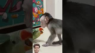  #parrot #monkey #animals #funny #pets #love #nkvlogs