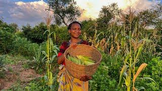 African village girl’s evening routine during harvest season | Typical Luo Homestead