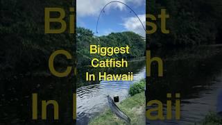 Hawaii catfish. Freshwater fishing in Hawaii. #fishing #catfish #catfishing #freshwaterfishing