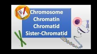 Chromosomes, chromatin, chromatid and sister chromatid