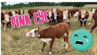 How To Treat Pink Eye in Cattle