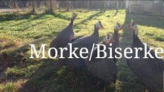 Morke/Biserke