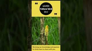 most amazing Yellow bird in the wild #shorts