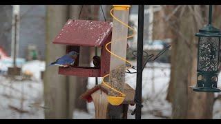 Nature Niche Live Bird Feeder Camera - Michigan Songbirds