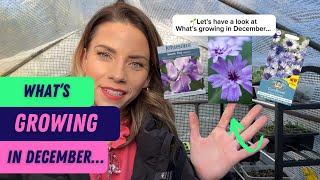 WHATS GROWING IN DECEMBER - In My Greenhouse - Gardening For Beginners