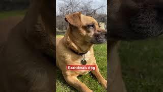 Grandma’s dog in Easter #shorts #dog #chojus