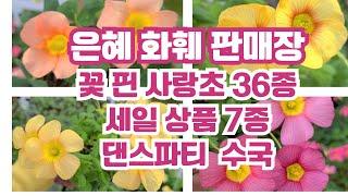 은혜화훼판매장택배전화주문 010 2651 4421#세일상품포인세티아4개만원#스위프티국화5개만원#꽃베고니아,,목마가렛스칼렛,시클라멘,폼폰국화세일#댄스파티수국#꽃핀사랑초36종