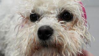 This breed of dog lives forever | Bichon Frise