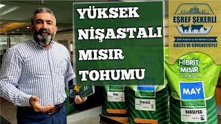 Yüksek Nişastalı Mısır Tohumu #Nişasta #Mısır