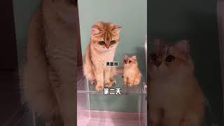 【牛奶是只猫】假扮成垃圾袋，看看猫咪的反应，没想到