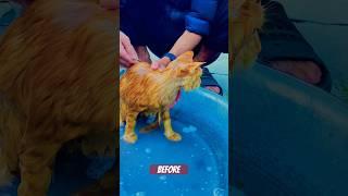 "Washing the cat." #washing #cat #catshorts #catsvideo #voice #shortsvideo #respect #nature #viral