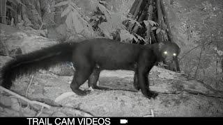 Elusive Jungle Cats: Trail Camera's Rare Wildlife Compilation