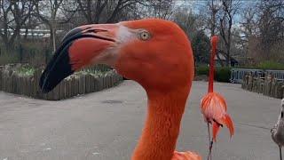 How are the animals at the Denver Zoo doing without any visitors?