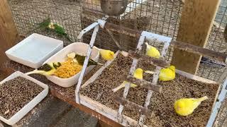 Inside Canary Bird Aviary