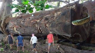 EXTREME SAWSINGGIANT TREMBESI TREES FROM SMITHTOWN VILLAGE