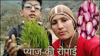 प्याज की रोपाई || The Kanwar Family || Daily vlog || Village life style || Sirmour Himachal ||