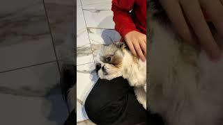 Shih Tzu Zeit zum Entspannen #shorts