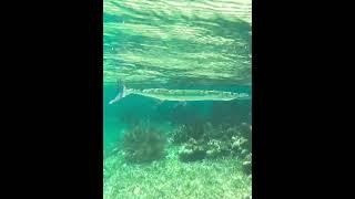 2 Needlefish on Coral Reef #needlefish #pezaguja #underseaword #mundosubmarino