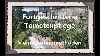 Fortgeschrittene Tomatenpflege - Meine Anbaumethoden