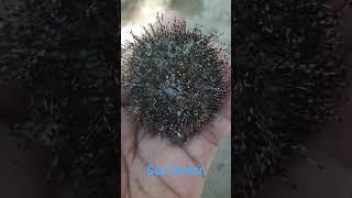 How Sea Urchin Moves