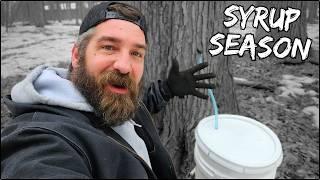 Tapping Trees For Maple Syrup Season