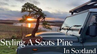 Styling a Scots Pine.... In Scotland - Greenwood Bonsai