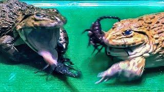 Amazing!! Asian Bullfrog Eats Big Black Scorpion! Asian Bullfrog Live Feeding