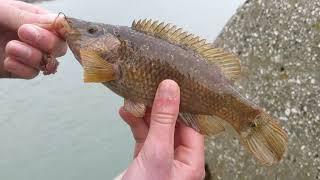 Wrasse and Flounder 11/04/23