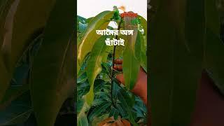 আম গাছের অঙ্গ ছাঁটাই পদ্ধতি||আমের ডালপালা ছাটাইয়ের সঠিক পদ্ধতি||