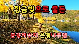 최고 절정의 문광저수지 은행나무길 #황금빛 은행나무길 #괴산 가볼만한곳