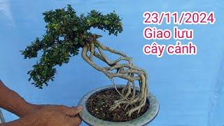 Giao lưu cây cảnh, với nhiều chủng loại, vườn bonsai chú Đoan, Quy Nhơn, Bình Định, LH:0905955644